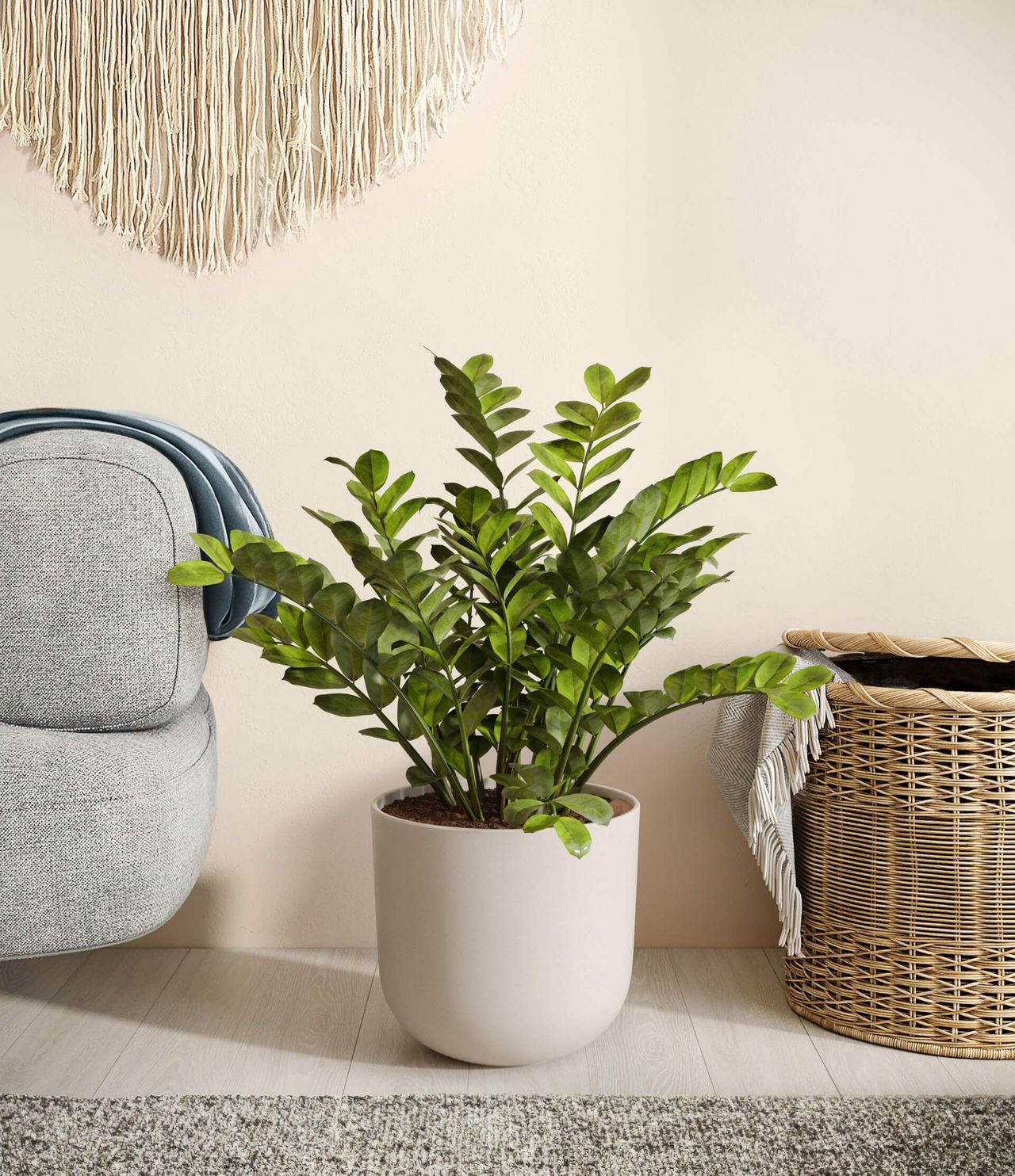 3D Rendering Of A Zamioculcas Plant In A White Pot Next To A Sofa And A Wicker Basket