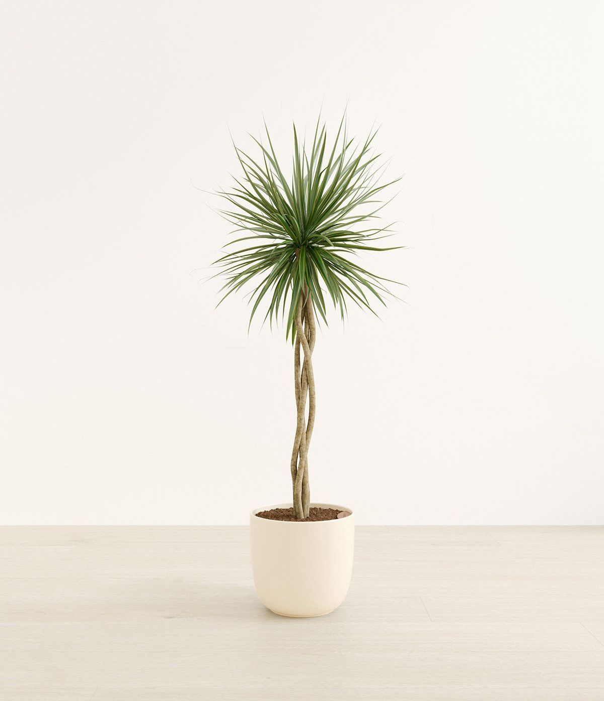 Photoreal 3D rendered image of a potted plant for interior visualization and 3D modeling projects