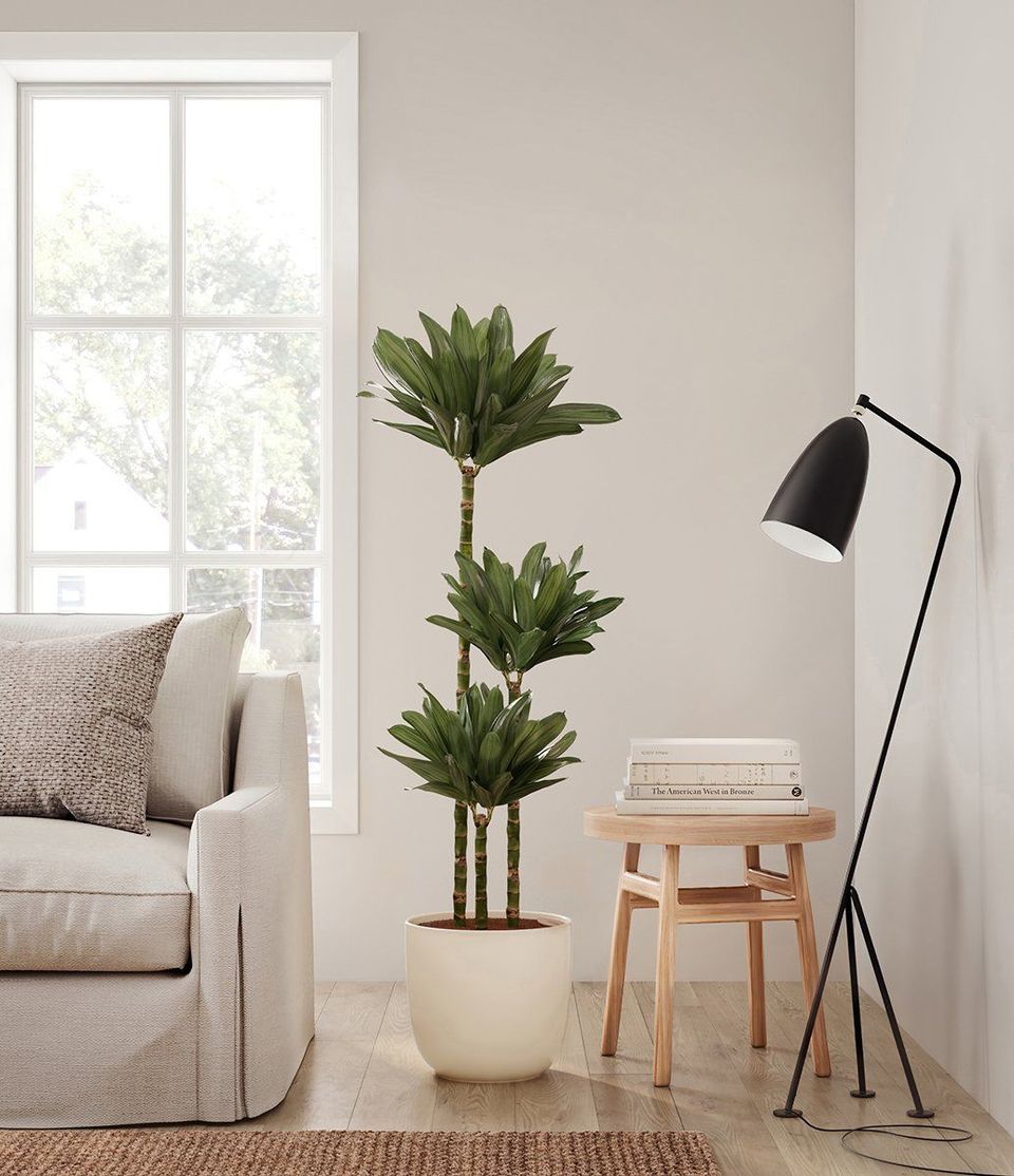 3D Visualization Of Minimalist Living Space With Dracaena Plant And Black Floor Lamp Near Window