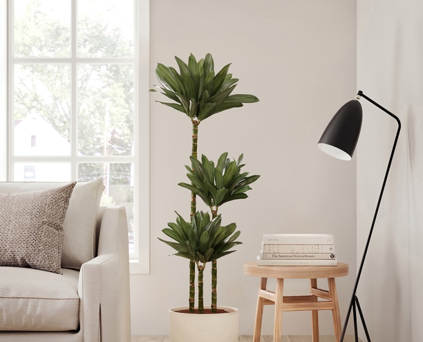 3D Rendering for an Easyplant Product