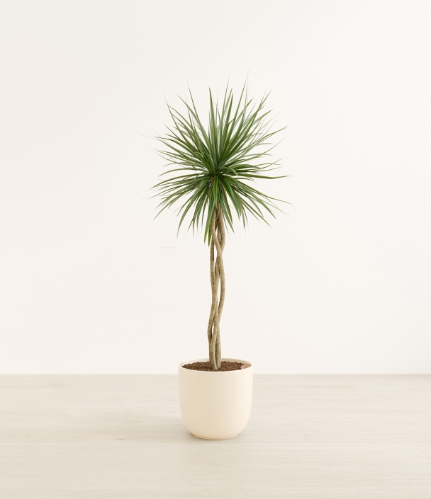 A Plant in a White Pot 3D Rendering