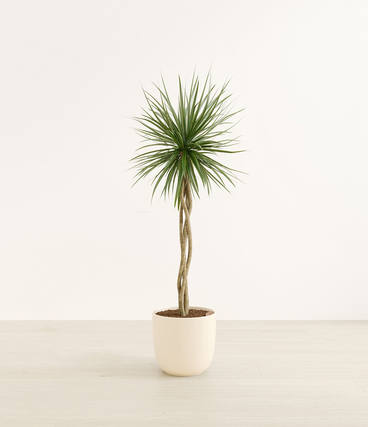 A Plant in a White Pot 3D Rendering