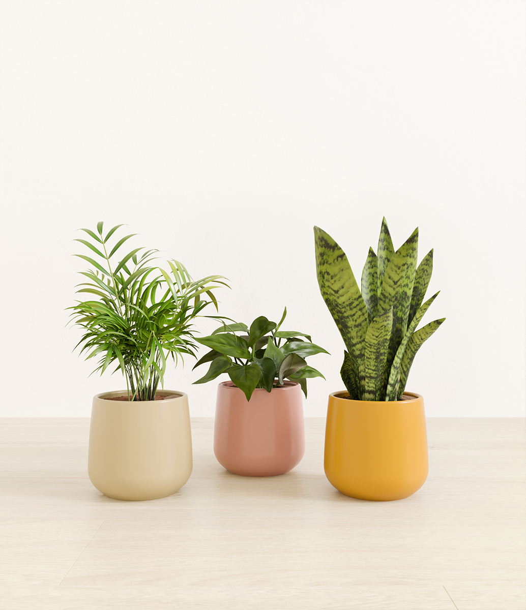 3 Plants in Different Pots 3D Rendering