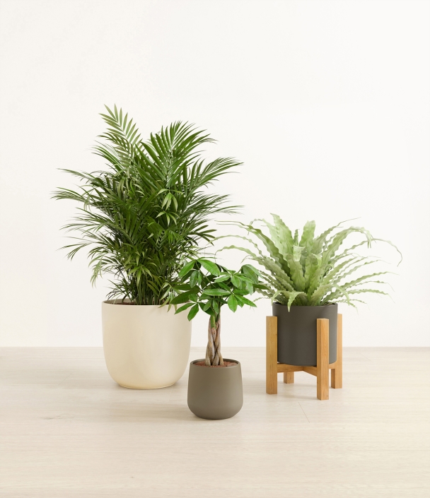 3 Types of Plants in 3D
