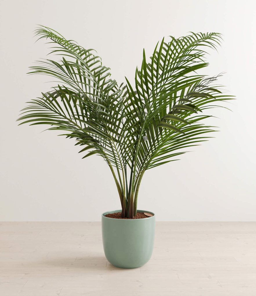 3D Furniture Rendering of Potted Plant