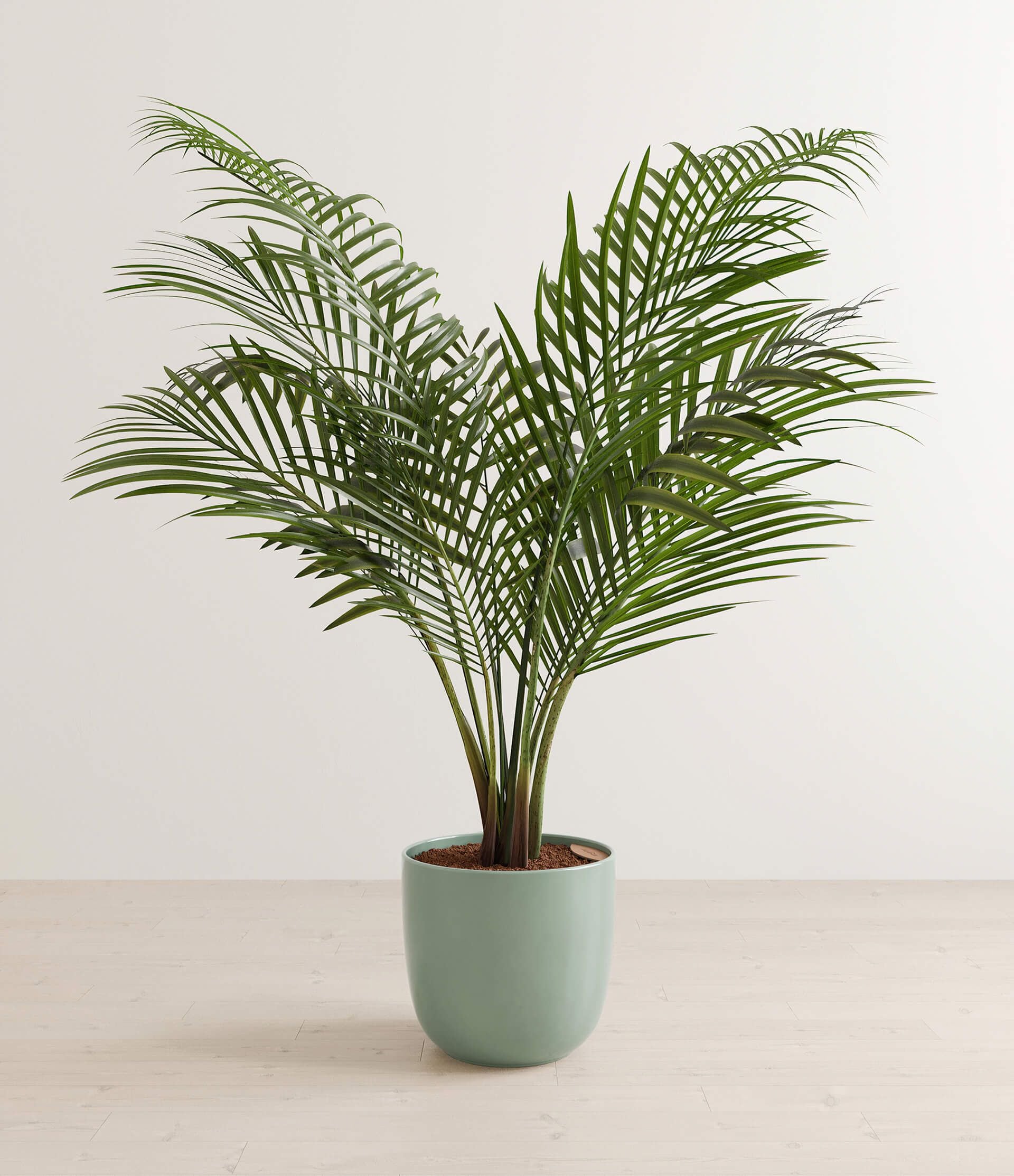 Photoreal 3D visualization of a potted plant, showcasing realistic product rendering and 3D interior visualization.