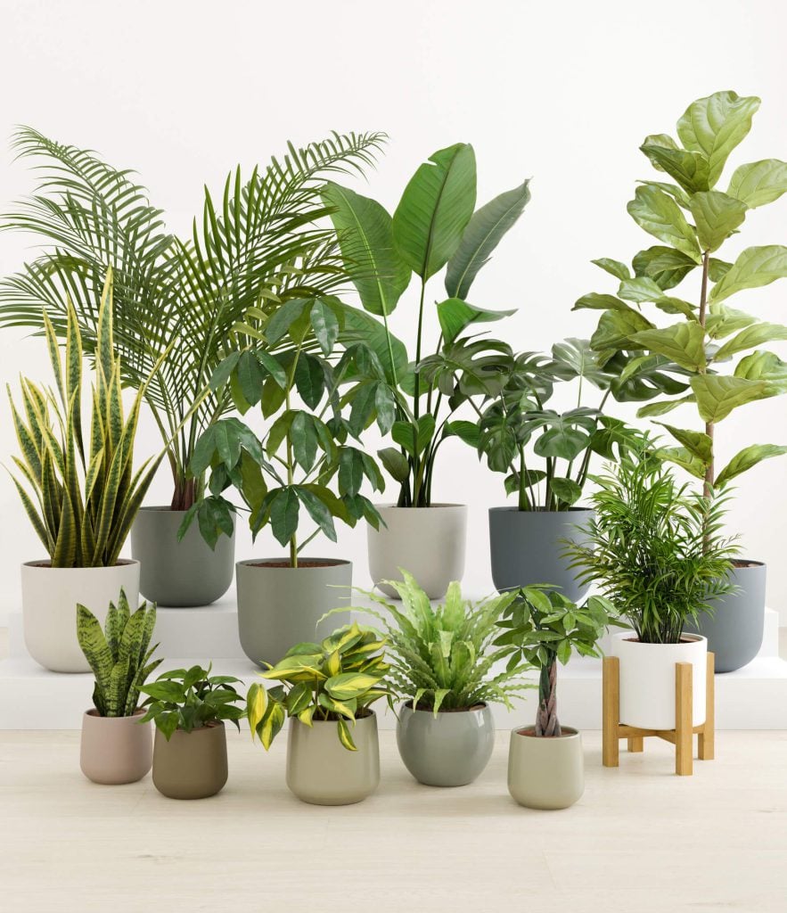 3D Interior Visualization of Potted Plants – High-Quality 3D Rendering