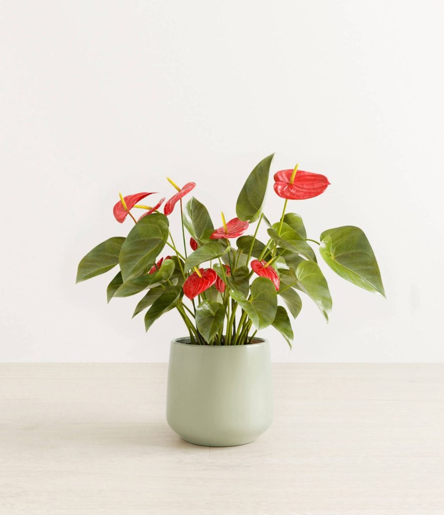 Photorealistic 3D Plant Rendering – High-Quality Visualization