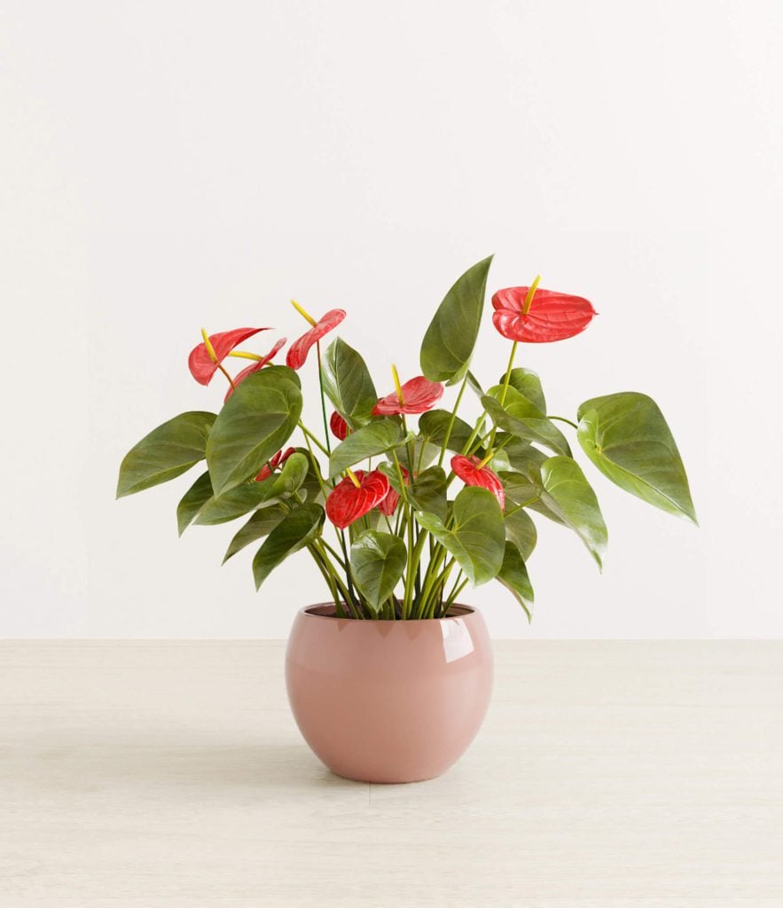 Photorealistic 3D Product Rendering of Potted Plant