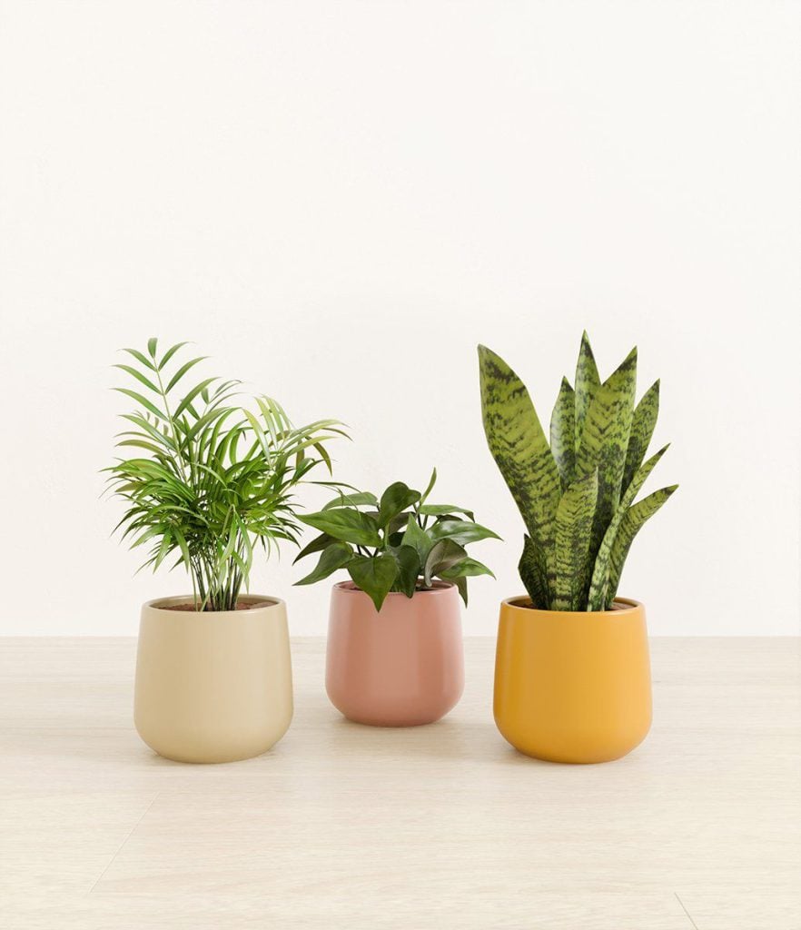 3D Furniture Rendering of Potted Plants – High-Quality Visualization