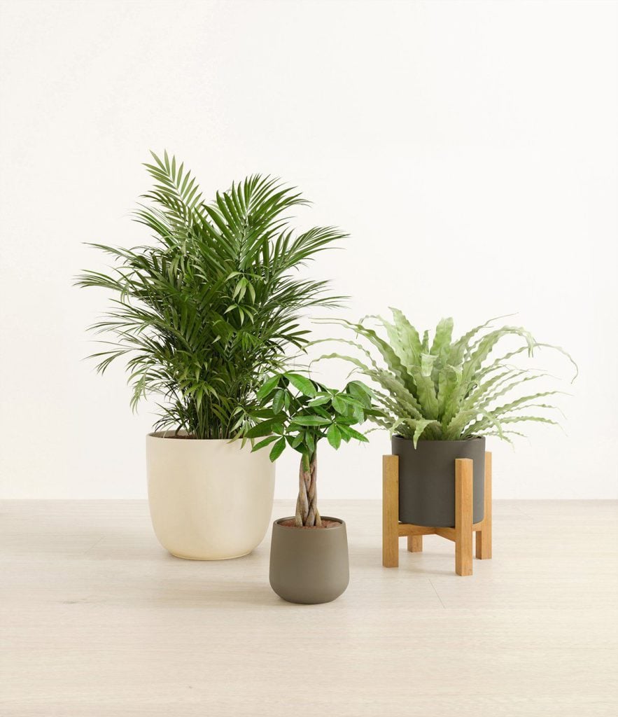 3D Furniture Rendering of Indoor Plants