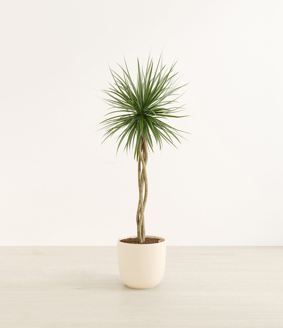 360 product photography services preview: potted indoor plant on a neutral studio background