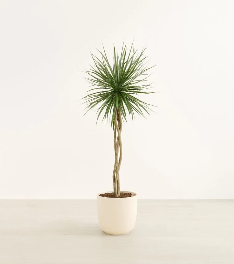 360 product photography — 3D render of a potted plant on a neutral studio background by CGIFurniture